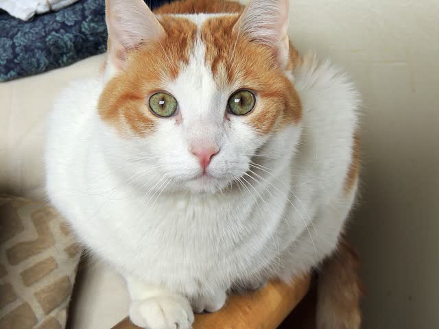 One clear cat photo as a separate preparation example